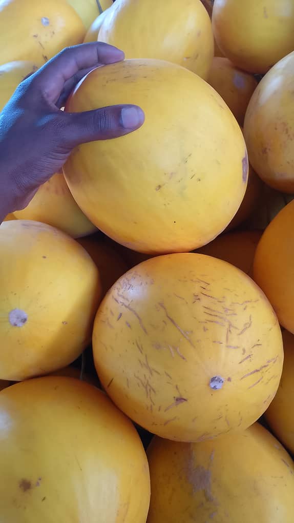 sweet melon