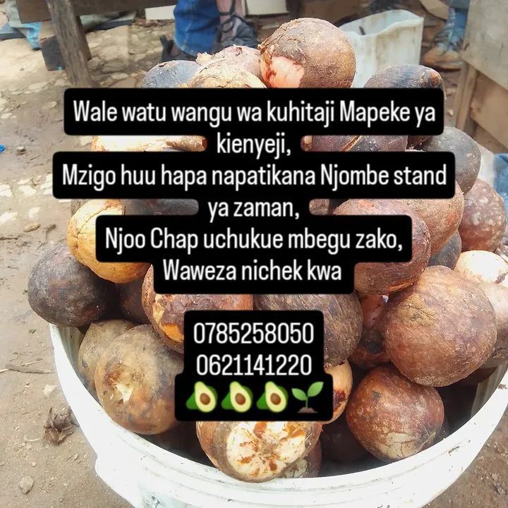 Mbegu za Parachichi na upatikanaji wa Mashamba nyanda za juu kusini, Njombe Iringa na Mbeya