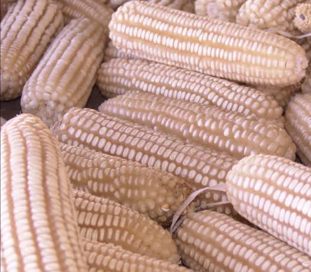 mahindi